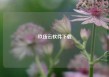 玖伍云软件下载